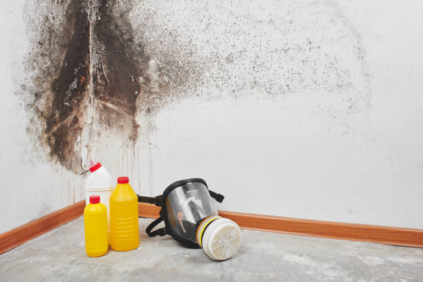 Best Fast Mold Removal  in Troy Hills, NJ