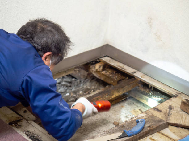 Mold Removal and Inspection in Troy Hills, NJ