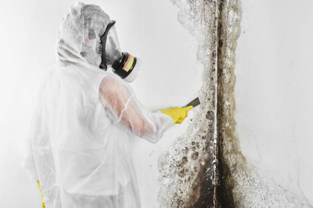 Best Attic Mold Removal  in Troy Hills, NJ