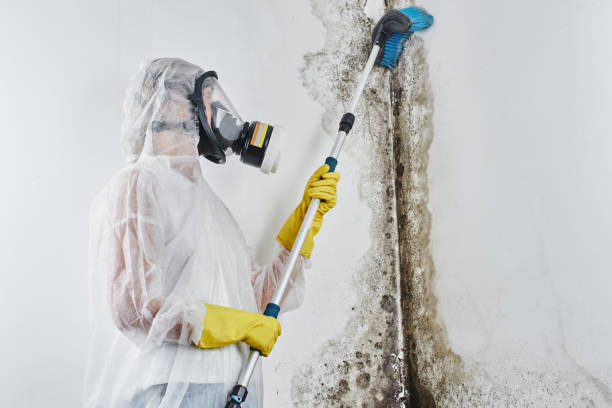 Best Mold Damage Repair  in Troy Hills, NJ