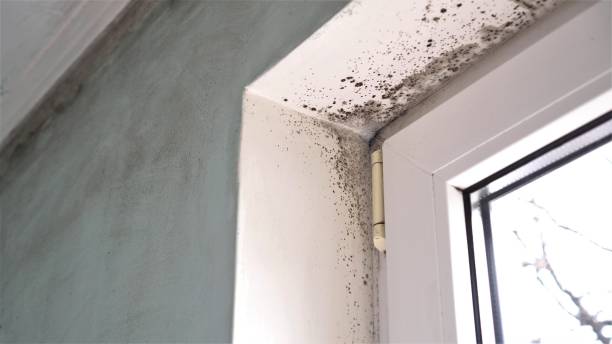 Best Mold Removal Company Near Me  in Troy Hills, NJ