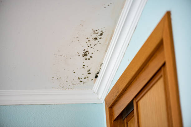 Mold Removal Process in Troy Hills, NJ