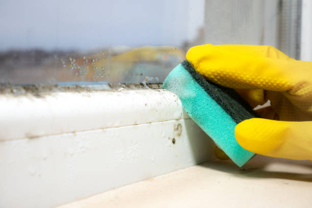 Troy Hills, NJ Mold Removal Company