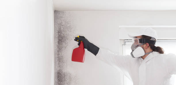 Best Certified Mold Removal  in Troy Hills, NJ