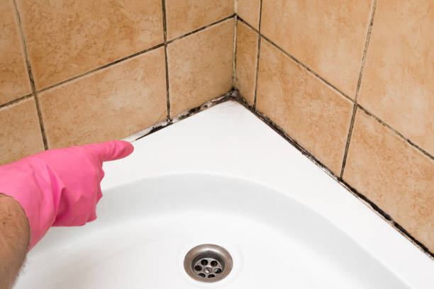 Best Local Mold Removal Service  in Troy Hills, NJ